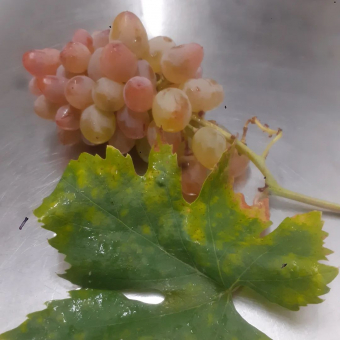 Délicieux raisin de jardin zéro phyto. 
Test en cours... 😋

#produitdeprovence #Provence #gourmet #raisin #delice #artisanat #confiture #instagood #instafood #gastronomie